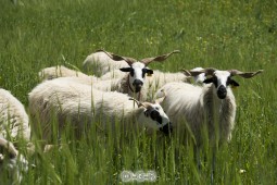 image12240