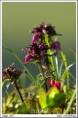 image00071