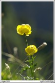 image00079