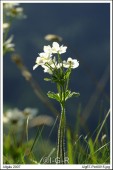 image00080