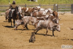 image10270