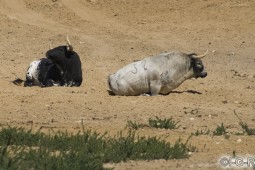 image10276