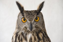 image10485