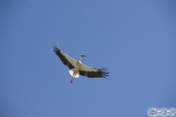 image10560