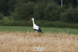 image10360