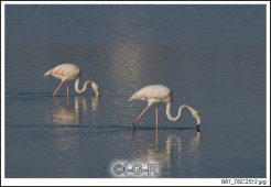 image09486