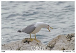 image12057