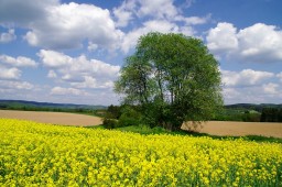 D41-PICT0020