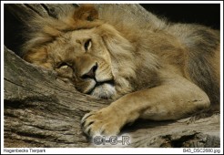 image07606