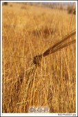 image01066