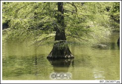 image10156