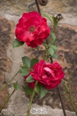 image04502