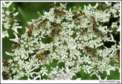 image09810