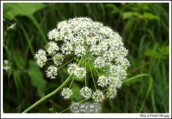image09812