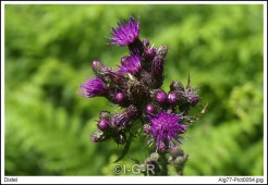 image09969
