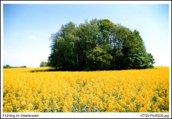 image10012