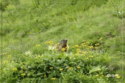 image10001