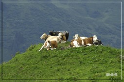image10061