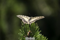image09310