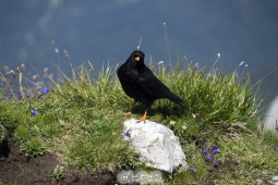 image09410